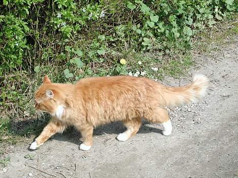 Blanding af racer Tot billede 7