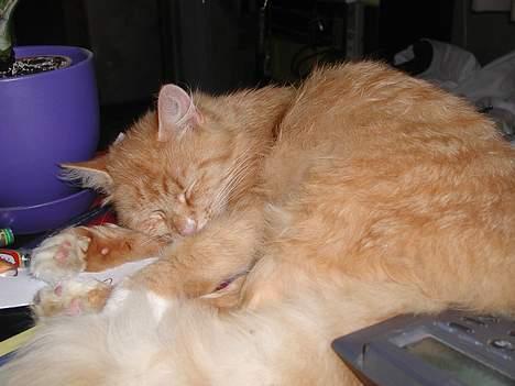 Blanding af racer Tot billede 8