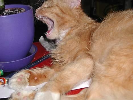 Blanding af racer Tot billede 9