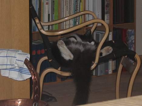 Norsk Skovkat Dansbjergs Romeo - Han bruger str. 47 i sko ;) billede 6