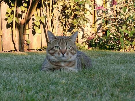 Blanding af racer Anton - Er ude i haven og nyde sommeren. billede 3