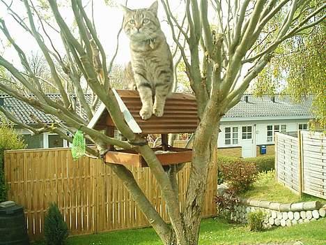 Blanding af racer Anton - På fuglejagt. billede 6