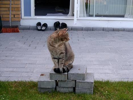 Blanding af racer Anton - Tager sig lige en time på øret.. billede 7