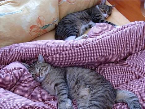 Blanding af racer Anton - Anton og Carlo putter. billede 8