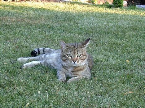 Blanding af racer Anton - Og her guffer de mad i sig. :-) billede 9