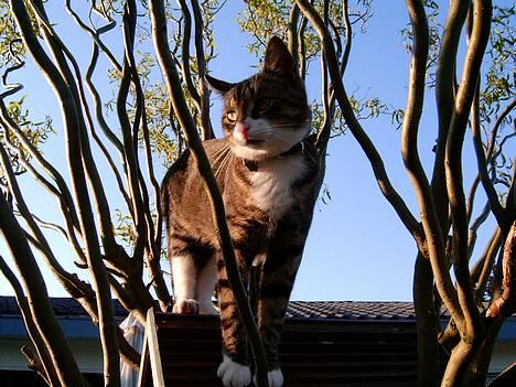 Blanding af racer Carlo - Carlo ser sød ud. billede 2