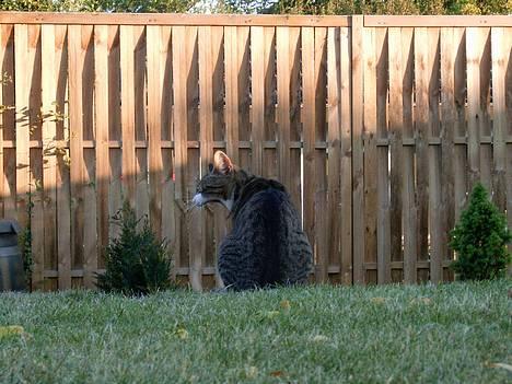 Blanding af racer Carlo - Carlo på æblerov billede 3
