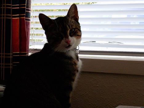 Blanding af racer Carlo - Carlo har fanget en fugl og spist den i soveværelset billede 4