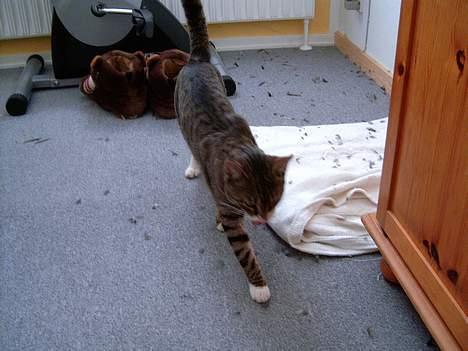 Blanding af racer Carlo - Puha da billede 5