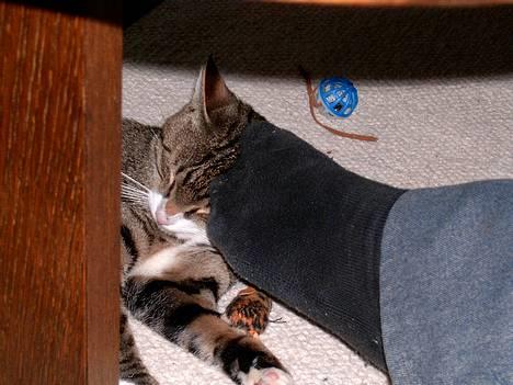 Blanding af racer Carlo - Carlo prøver også at fange fugle oppe på taget af fuglehuset. billede 6