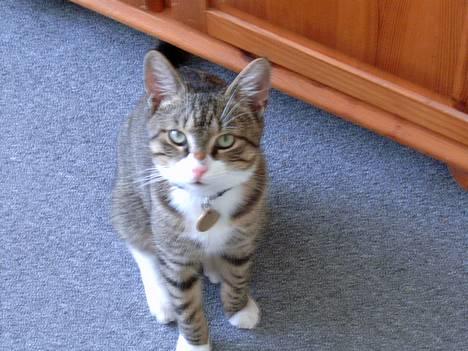 Blanding af racer Carlo - Idéen er da god nok.. hehe billede 7