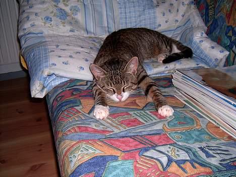 Blanding af racer Carlo - lækker måde at sove på. billede 8