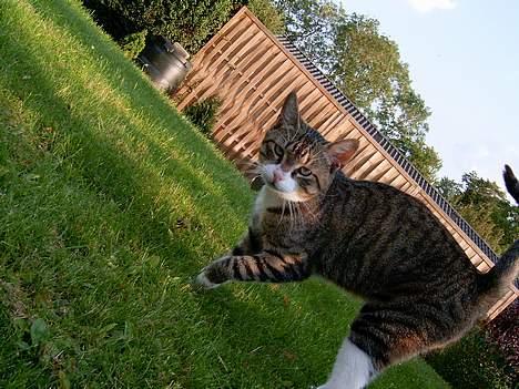 Blanding af racer Carlo - ude på ballade billede 9