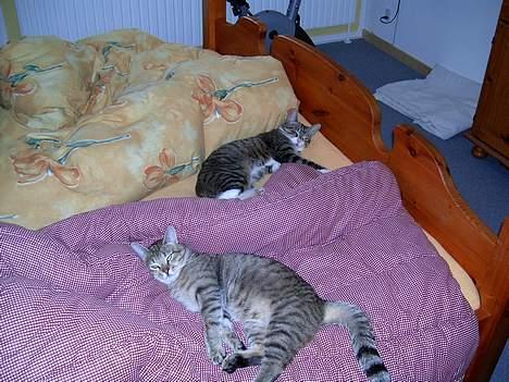 Blanding af racer Carlo - Anton og Carlo putter. billede 10