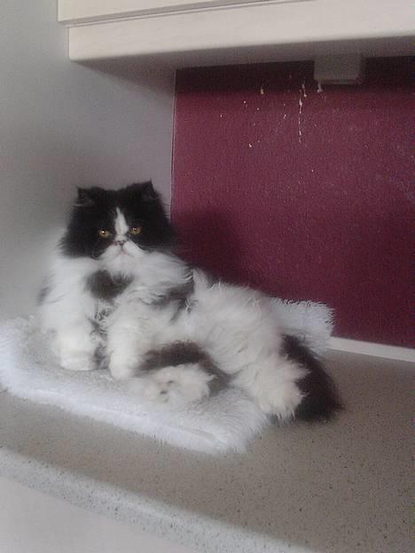 Perser i feel for you of delight - Hejsa, jeg hedder Fluffy.... billede 1
