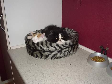 Perser i feel for you of delight - vi hygger lige lidt billede 2