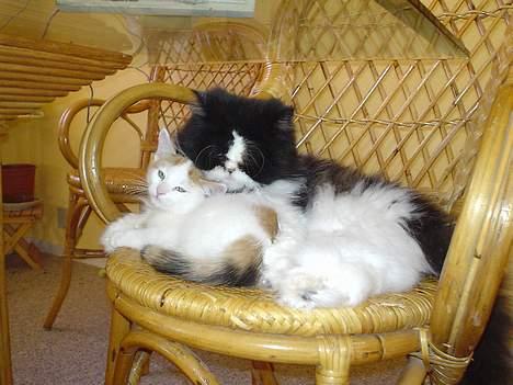 Perser i feel for you of delight - putter med sin lille pleje killing billede 3