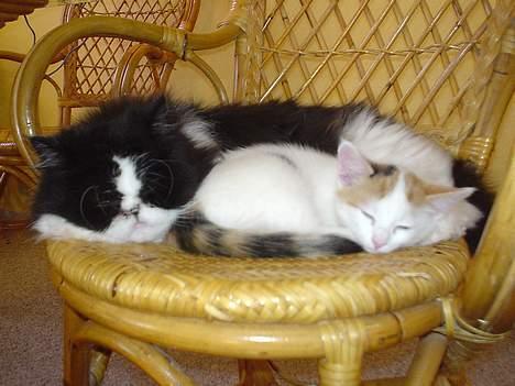 Perser i feel for you of delight - er de ikk søde.. billede 4