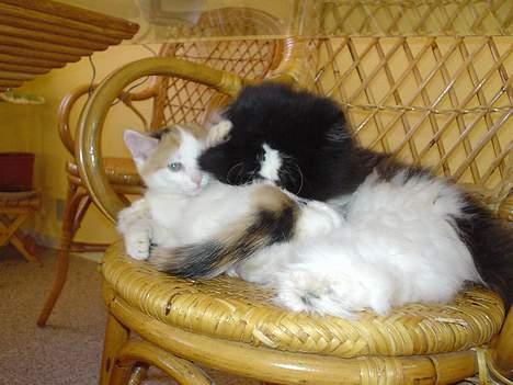 Perser i feel for you of delight billede 5