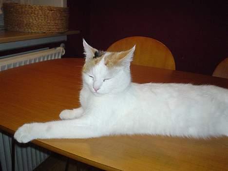 Blanding af racer Betteski`(måske død).. billede 1