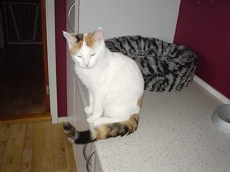 Blanding af racer Betteski`(måske død).. billede 2