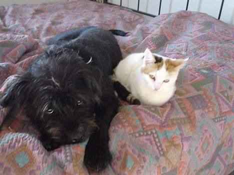 Blanding af racer Betteski`(måske død).. billede 3