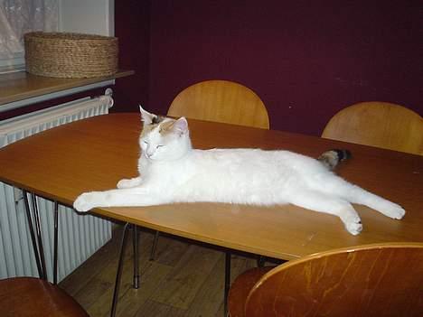 Blanding af racer Betteski`(måske død).. billede 4