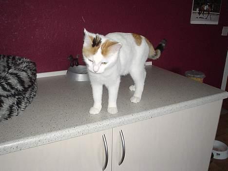 Blanding af racer Betteski`(måske død).. billede 5