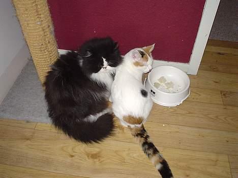 Blanding af racer Betteski`(måske død).. billede 6