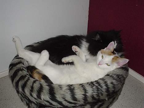 Blanding af racer Betteski`(måske død).. - hygge med plejemor billede 9