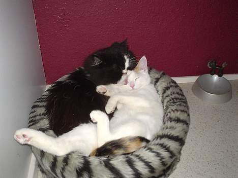 Blanding af racer Betteski`(måske død).. billede 10