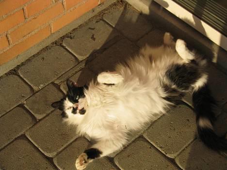 Blanding af racer Molly -(Er flyttet)- - Hun skulle lige gøre sig lidt til da jeg kom med kameraet! ;o) billede 1