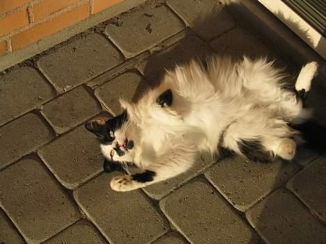 Blanding af racer Molly -(Er flyttet)- - Ja, min lille pige, du er lækker.. *S* billede 2