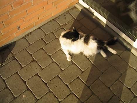 Blanding af racer Molly -(Er flyttet)- - Maven kløede lige! billede 3