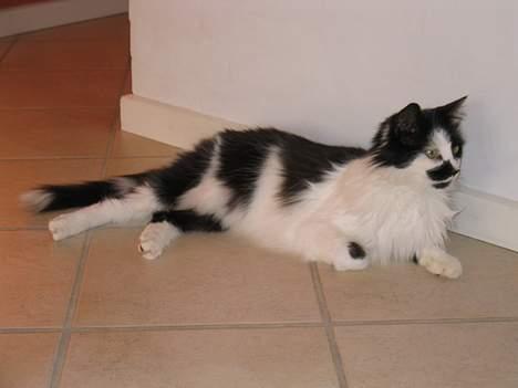 Blanding af racer Molly -(Er flyttet)- - Hun er bare så flot på det billede.  billede 4