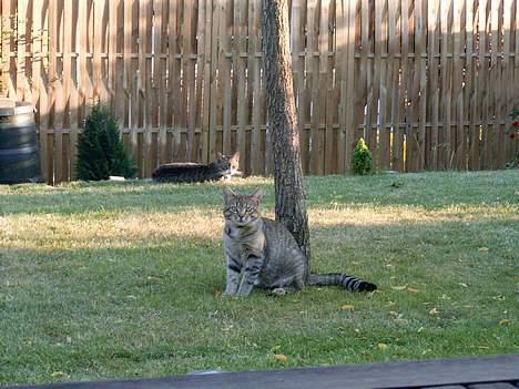 Blanding af racer Anton billede 10