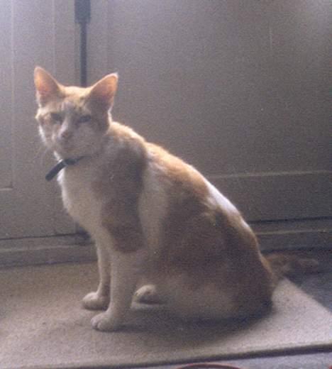 Blanding af racer Kiddie *død* - Lige foran have døren også gammelt billede... billede 3