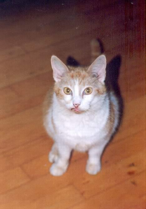 Blanding af racer Kiddie *død* - Uha vi er sultne... billede 7