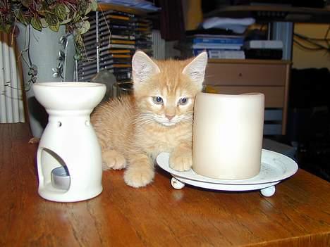 Blanding af racer Garfield - Billeder fra: 04-10-2004 billede 1