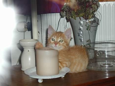 Blanding af racer Garfield - Billede fra: 04-10-2004 billede 2