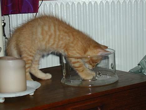 Blanding af racer Garfield - Kan jeg mon være her i? - Billede fra: 04-10-2004 billede 3