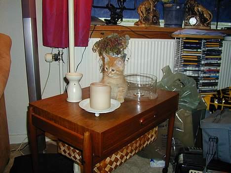 Blanding af racer Garfield - Billede fra: 04-10-2004 billede 4