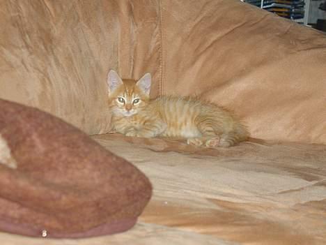 Blanding af racer Garfield - Kan i mon finde mig? Billede fra: 04-10-2004 billede 5