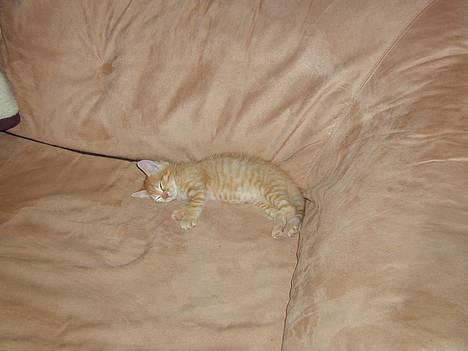 Blanding af racer Garfield - Nu ville jeg altså sove! Billede fra: 04-10-2004 billede 6