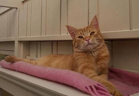 Blanding af racer Ginny billede 1