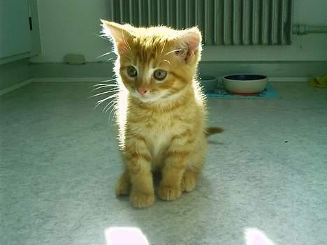 Blanding af racer Ginny billede 2