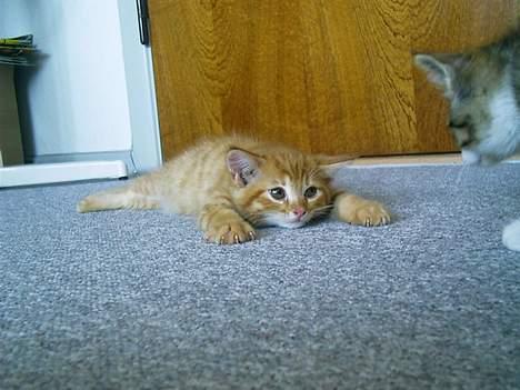 Blanding af racer Ginny billede 3