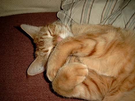 Blanding af racer Ginny billede 10