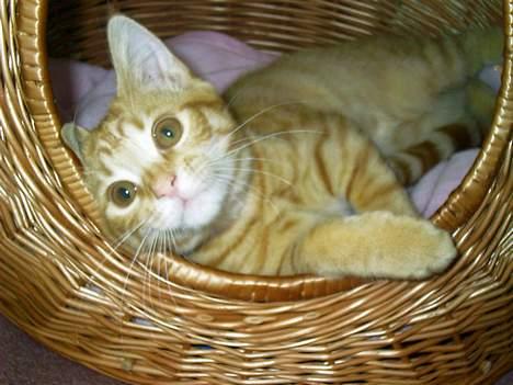 Blanding af racer Ginny billede 4