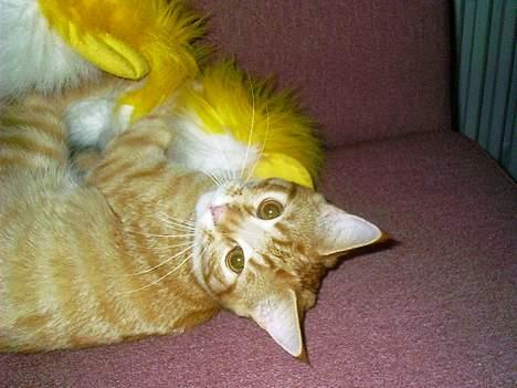 Blanding af racer Ginny - Min elskede gule andebamse... billede 5